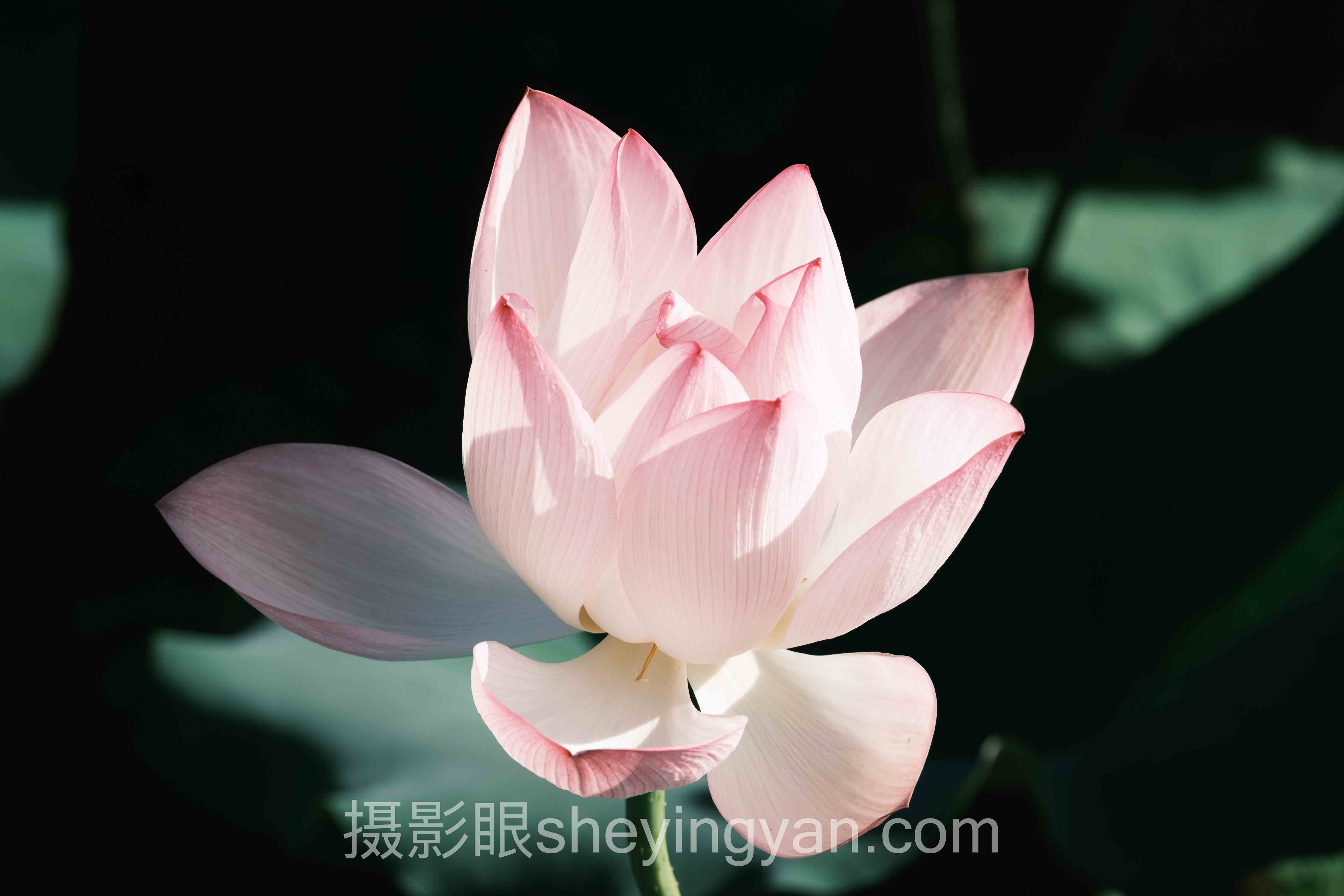 专家深度解读：好的构图有什么特点的机遇与挑战