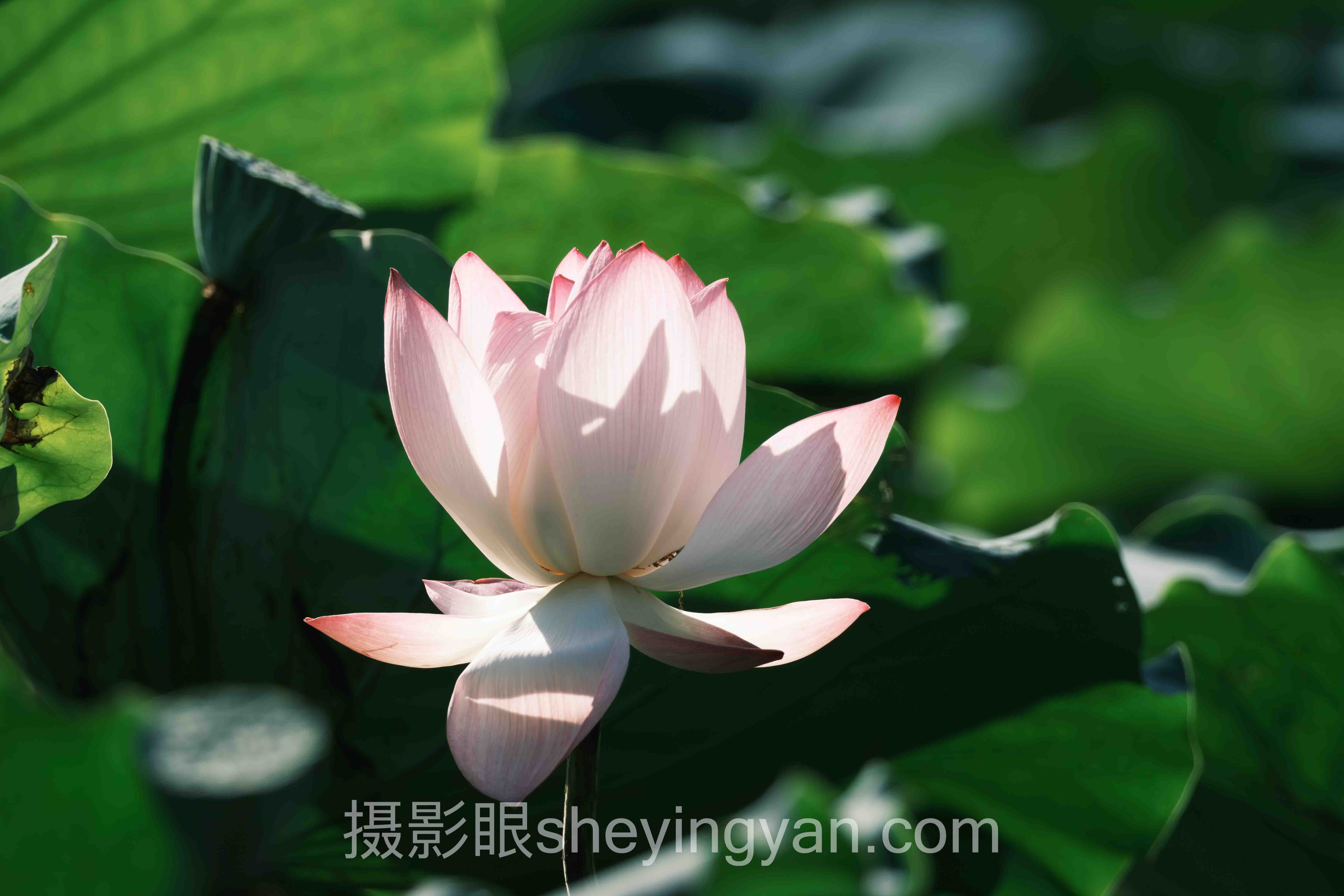 摄影点评十人谈：多位专家的核心观点汇总