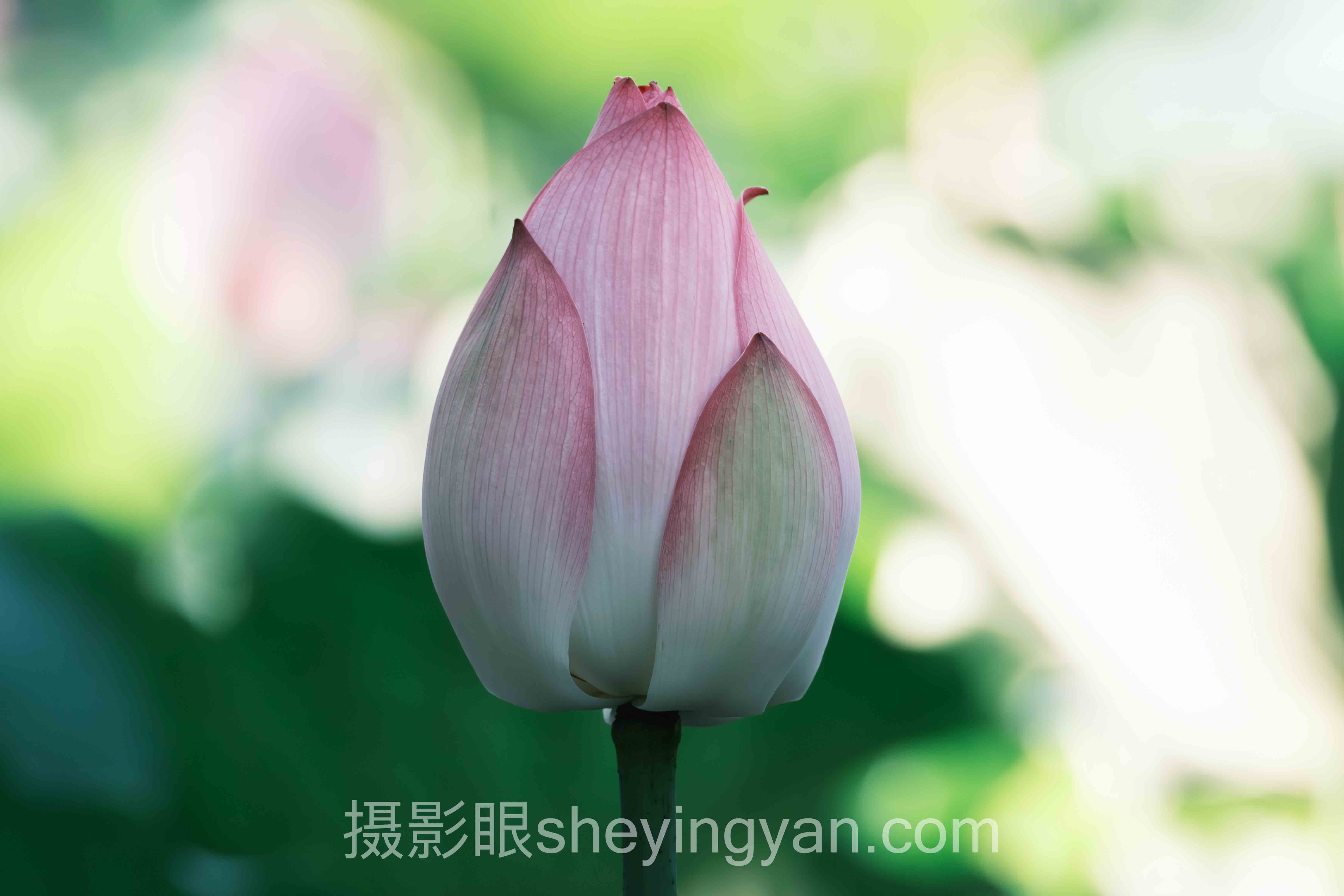 对话行业专家：摄影点评如何拆解“照片像随手拍”的困局