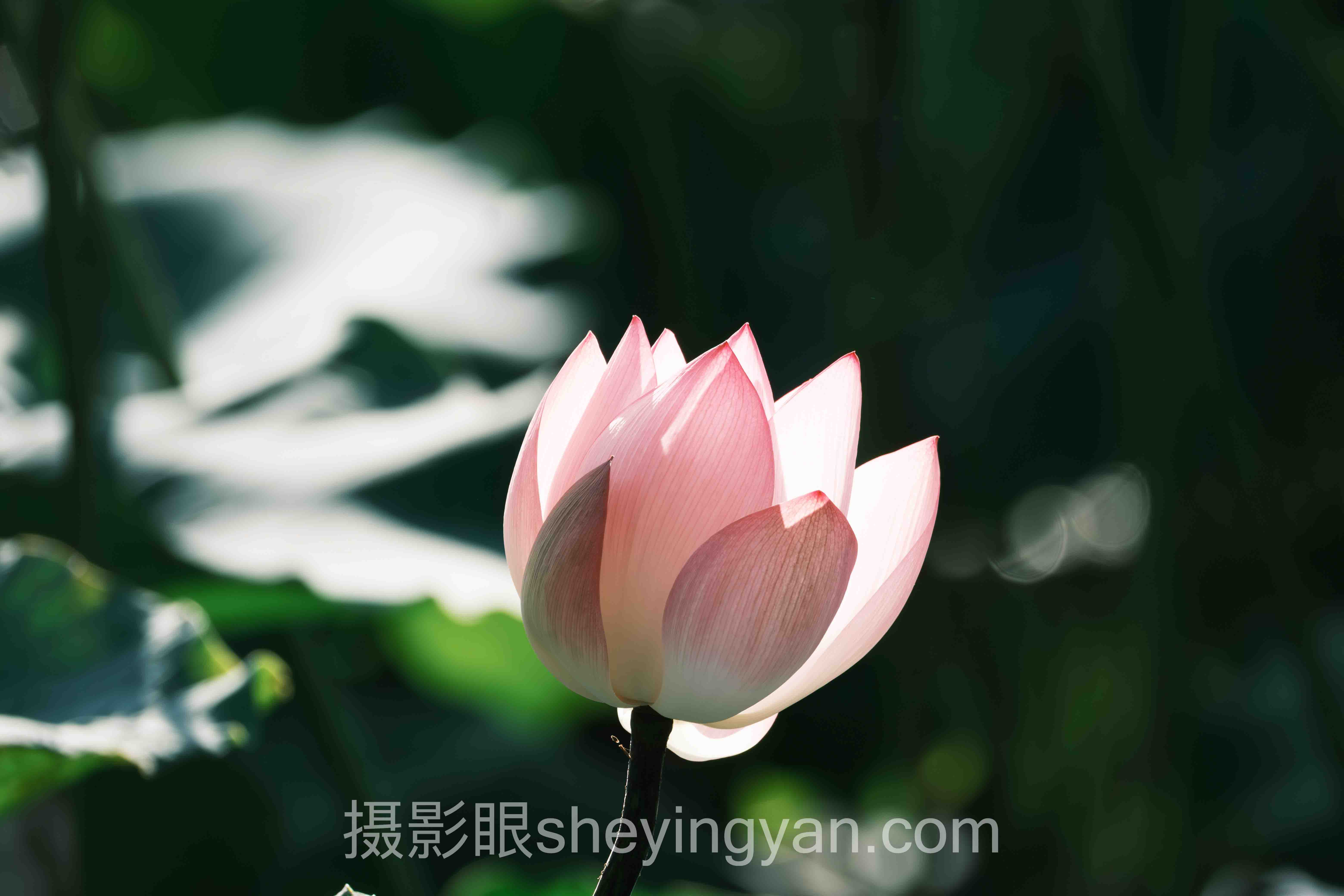 专家深度解读：摄影点评样片可视化功能的机遇与挑战
