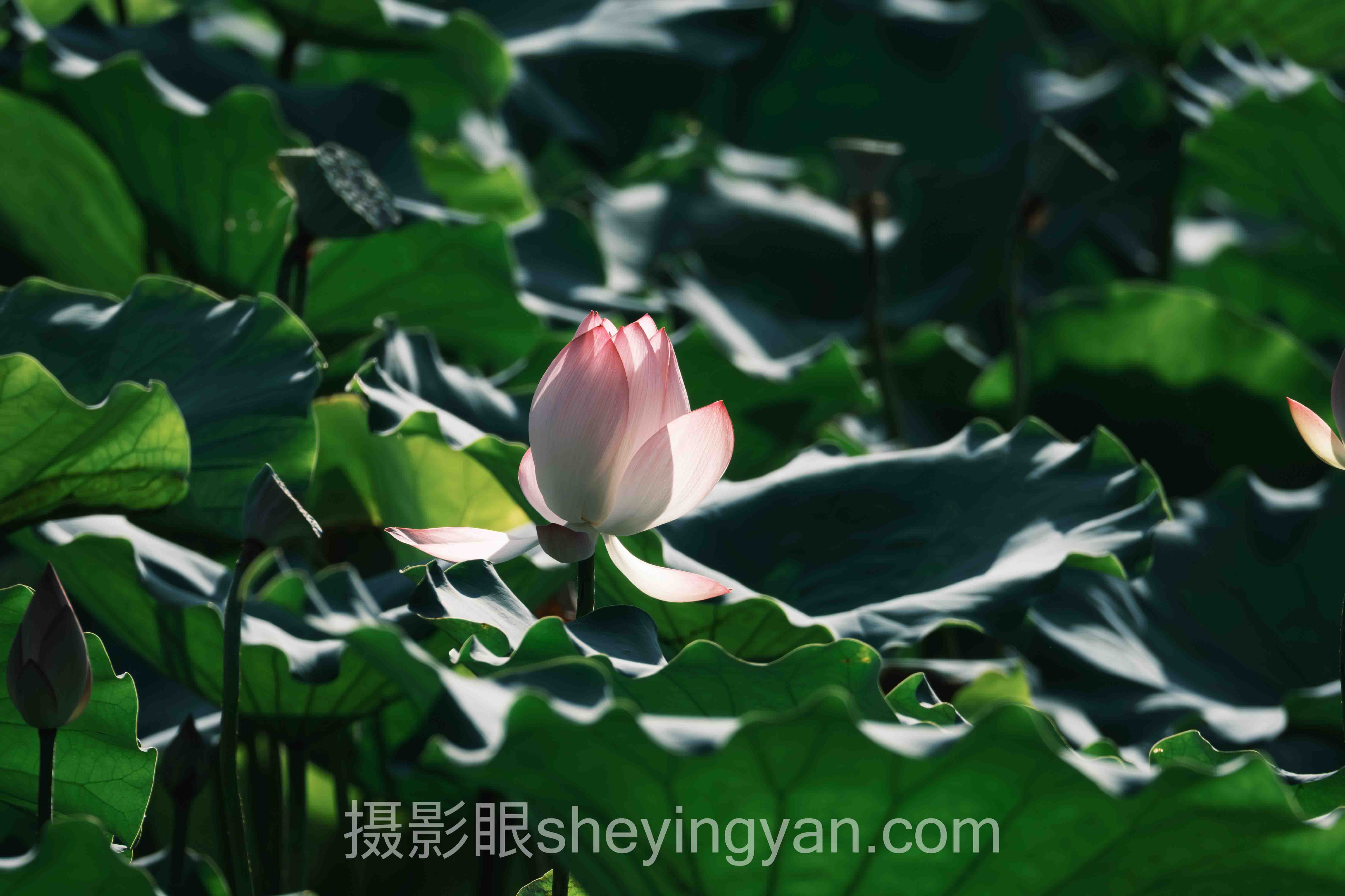 对话行业专家:2025全画幅相机对比与摄影点评的关键洞察与前瞻