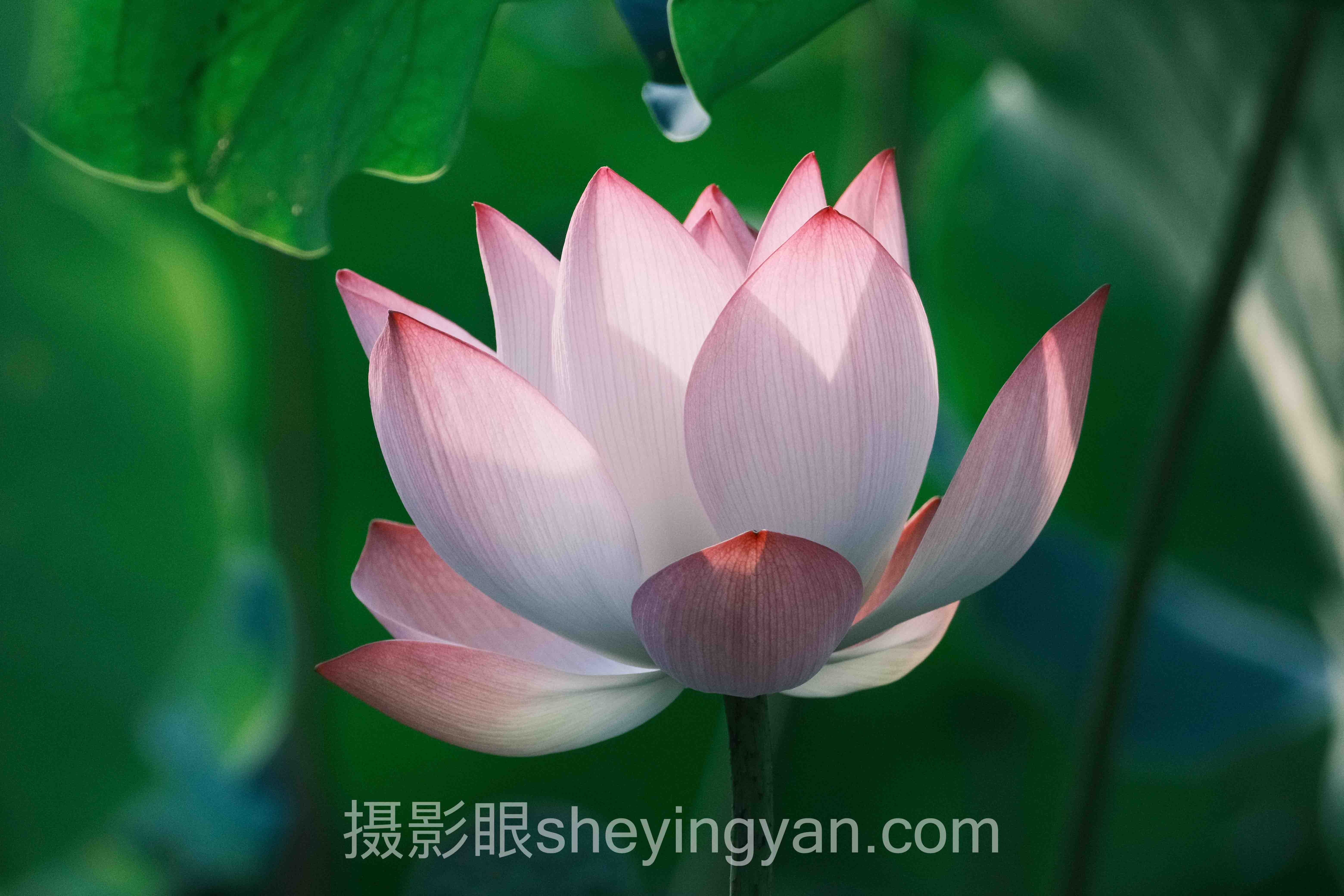 专家深度解读：摄影审美与摄影点评的机遇与挑战