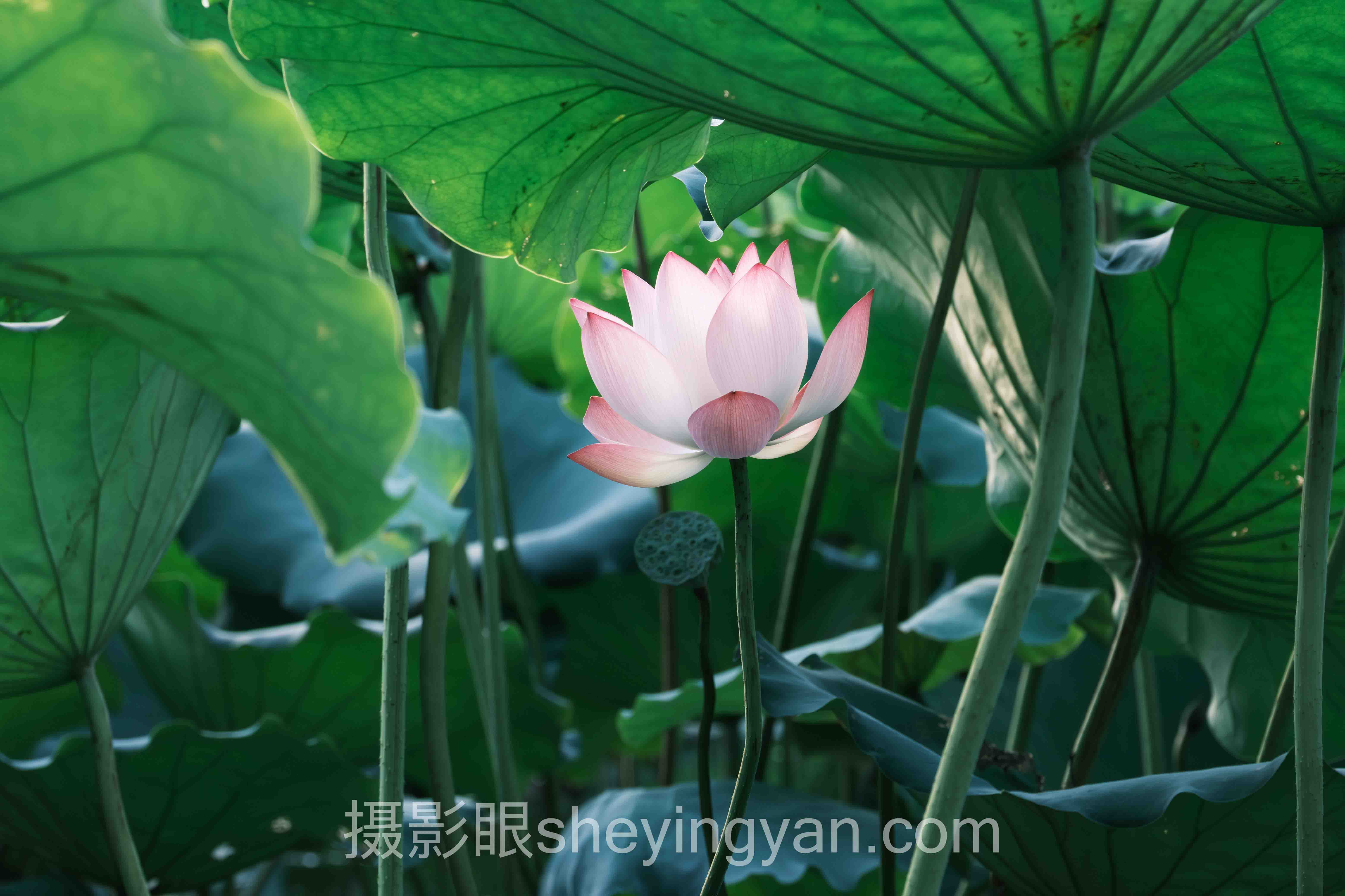 对话行业专家：摄影点评官方入口与平台价值的关键洞察与前瞻