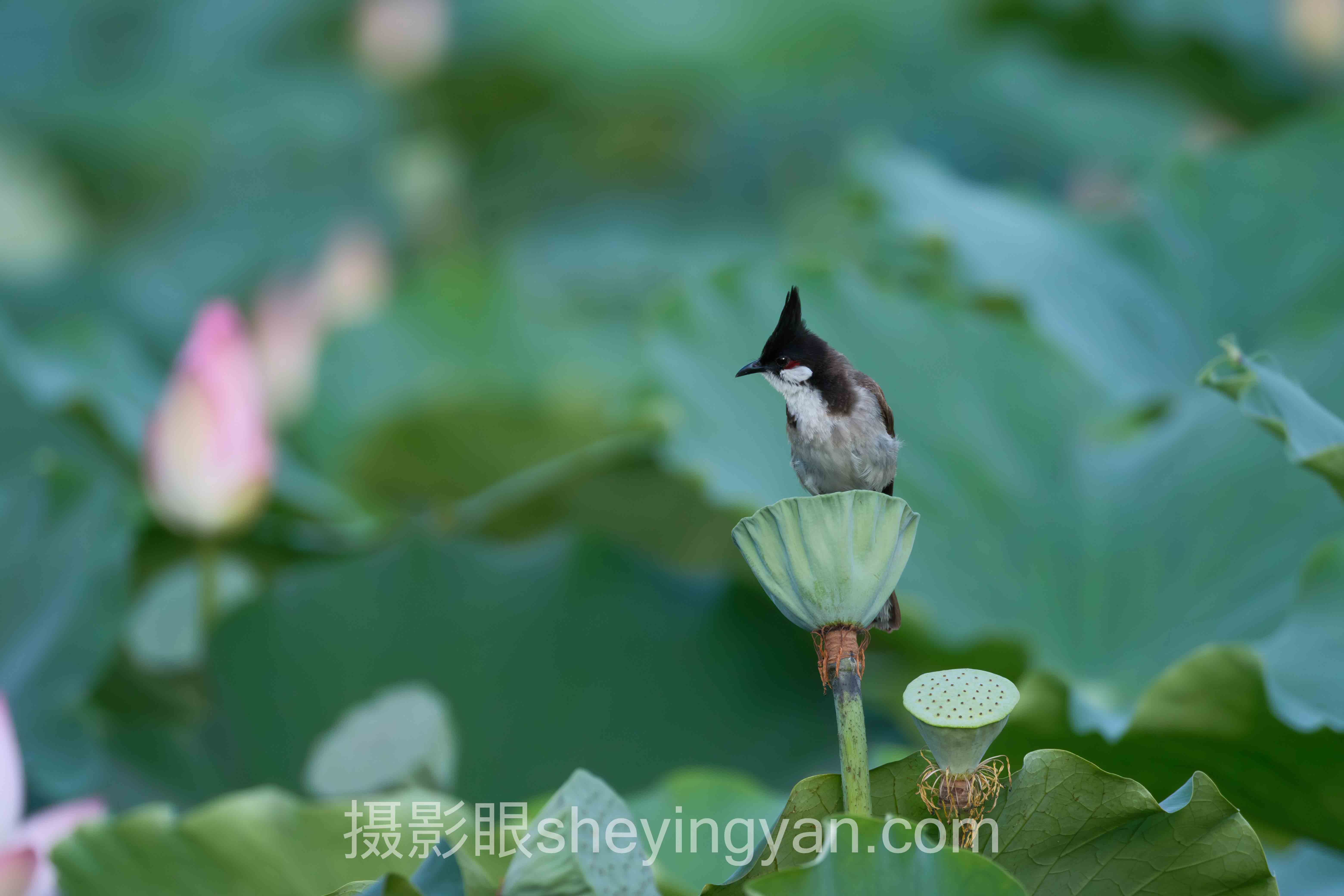对话行业专家:手机摄影眼训练官网的关键洞察与前瞻