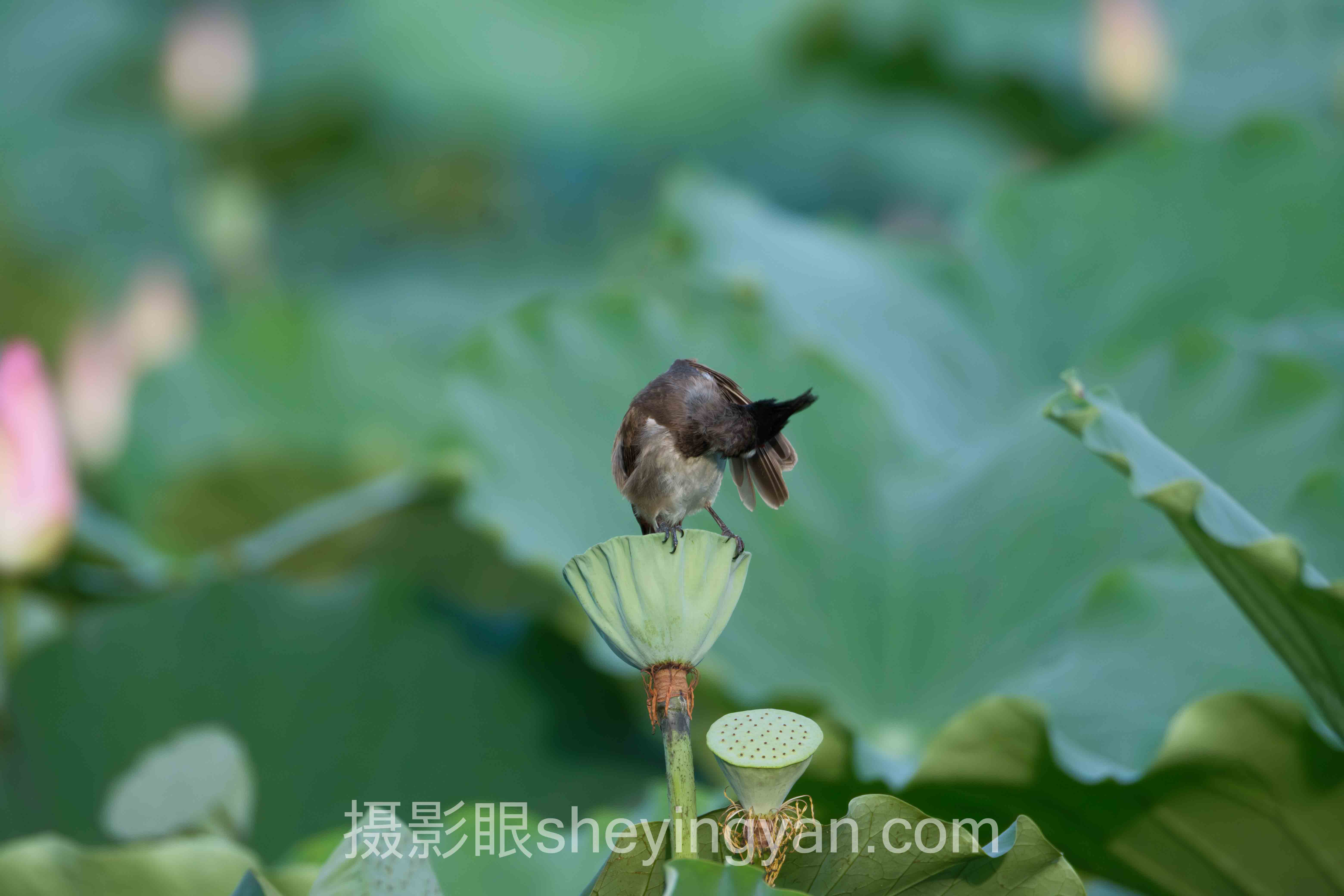 摄影眼年卡官网登录