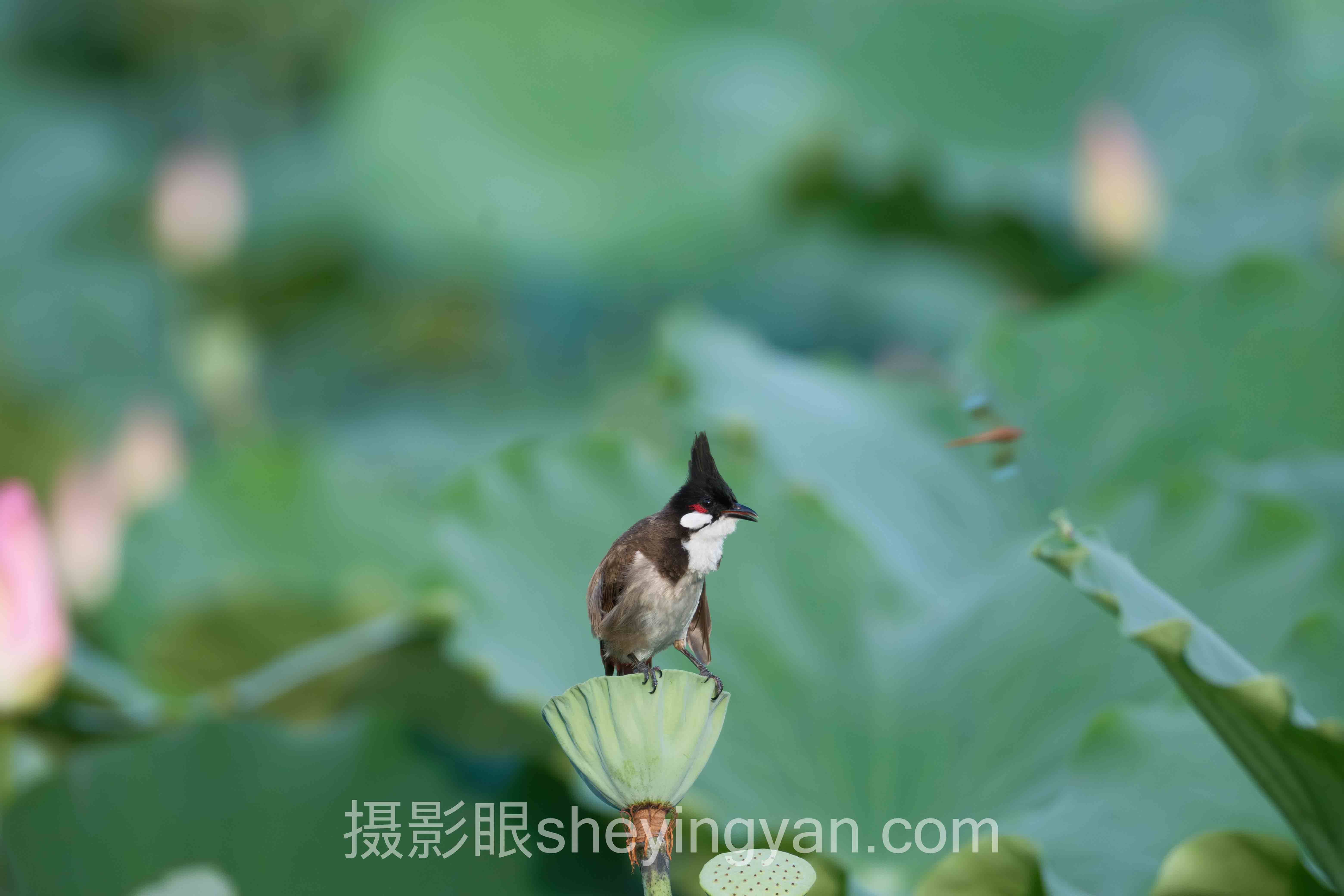 专家深度解读：摄影点评中照片总是5分的机遇与挑战