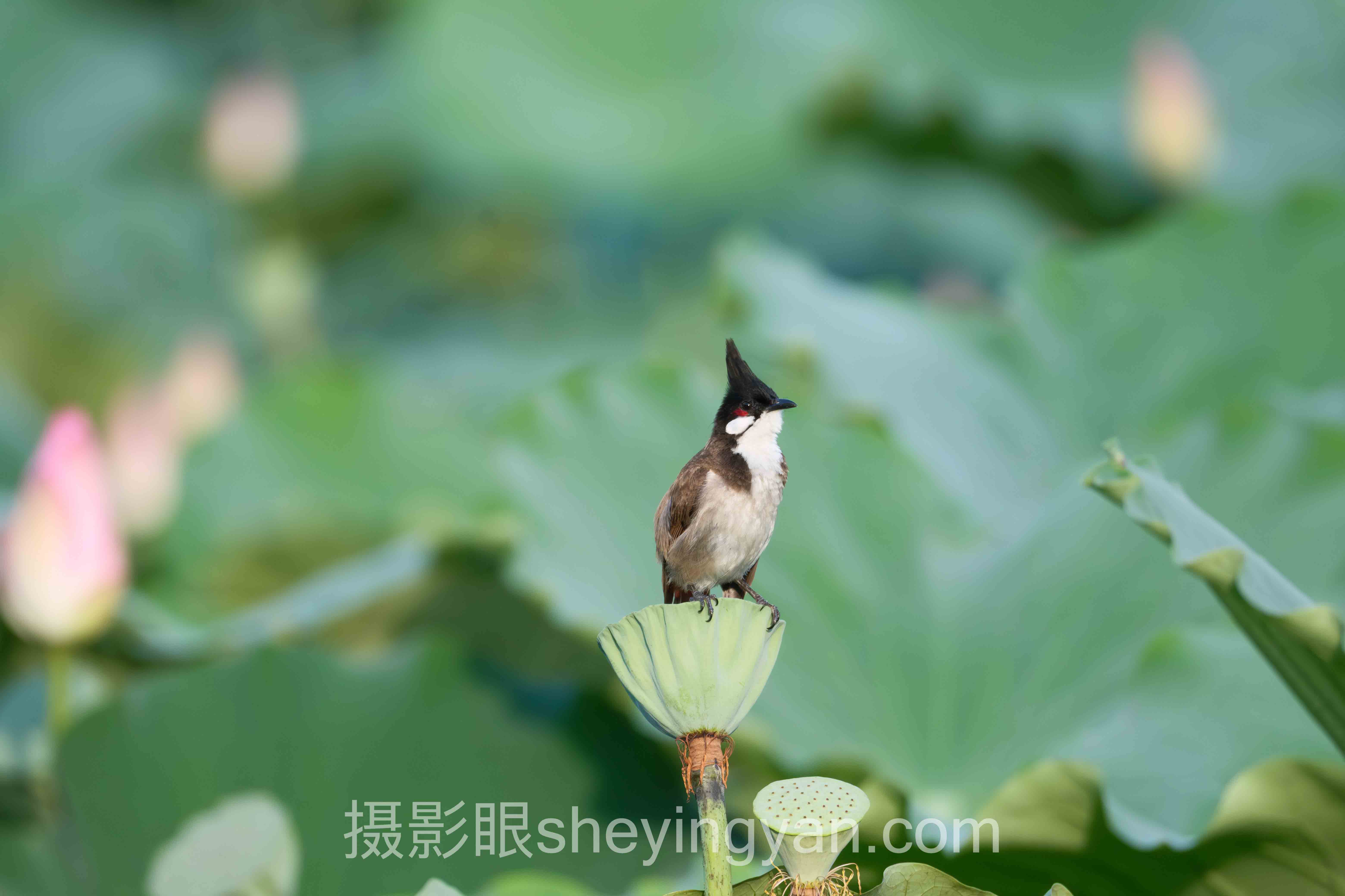 如何练成摄影眼深度分析：现状、挑战与未来趋势