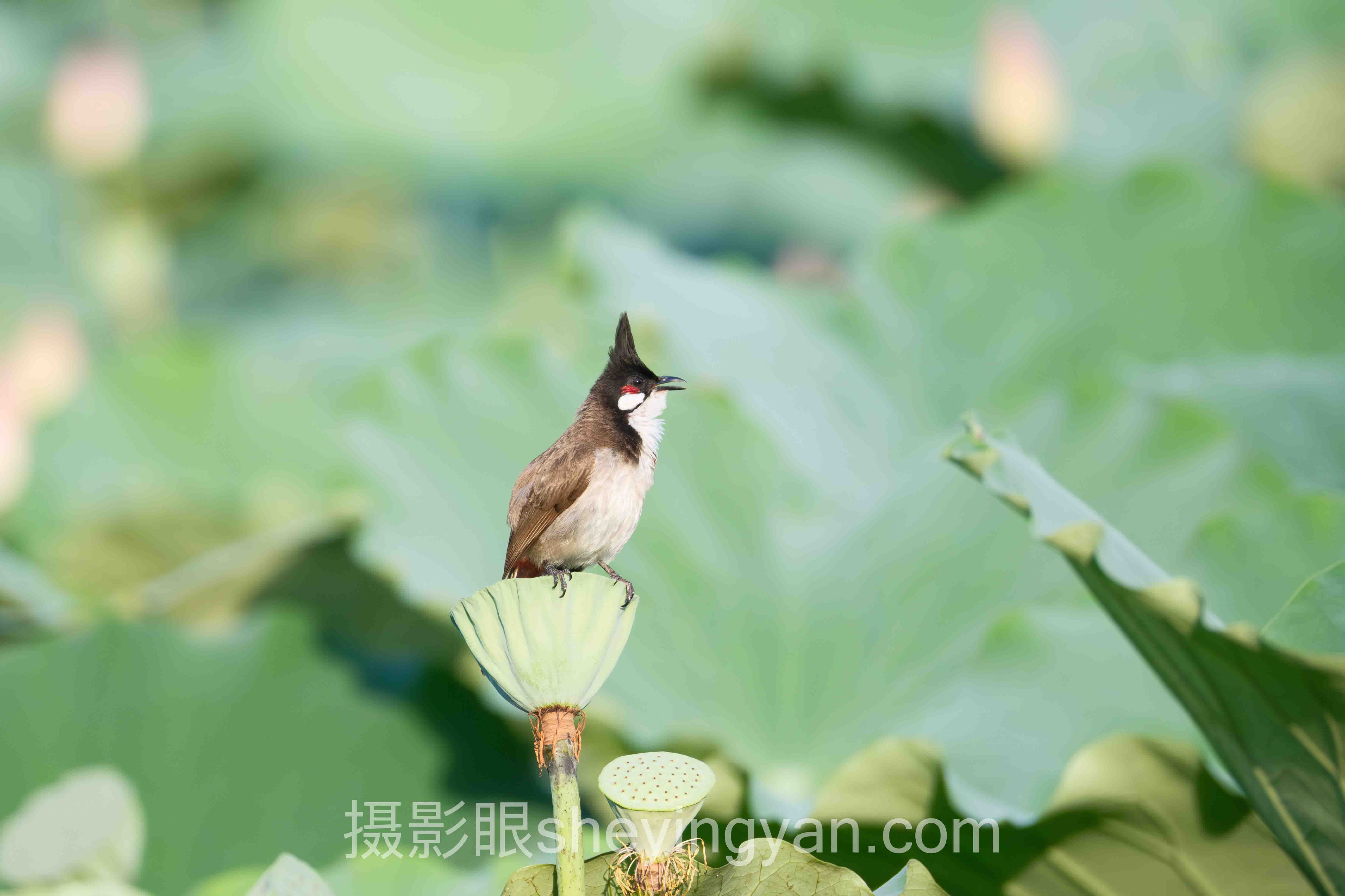 专家深度解读：摄影眼兑换码哪里有背后的机遇与挑战