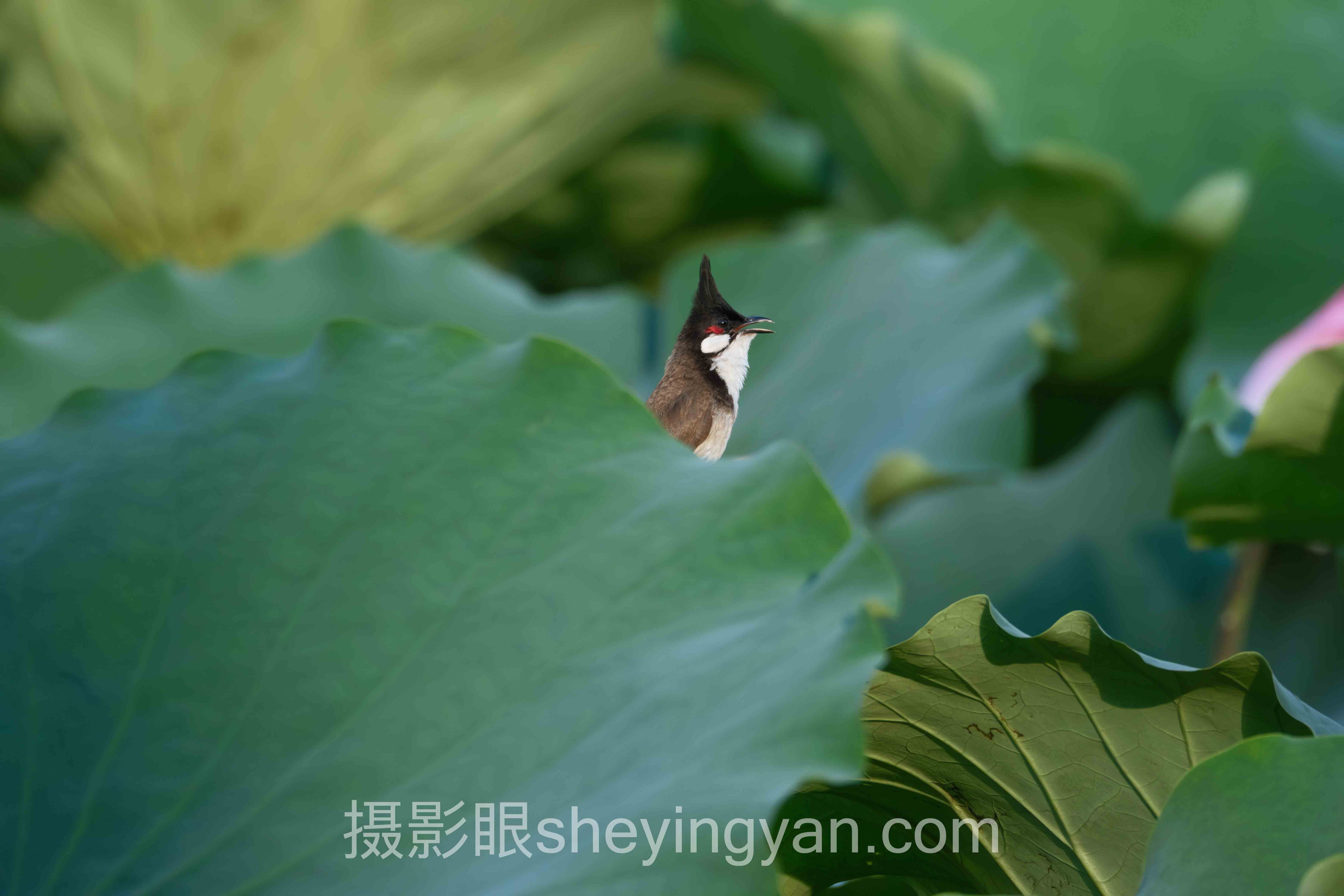 照片点评app哪个好用十人谈：多位专家的核心观点汇总