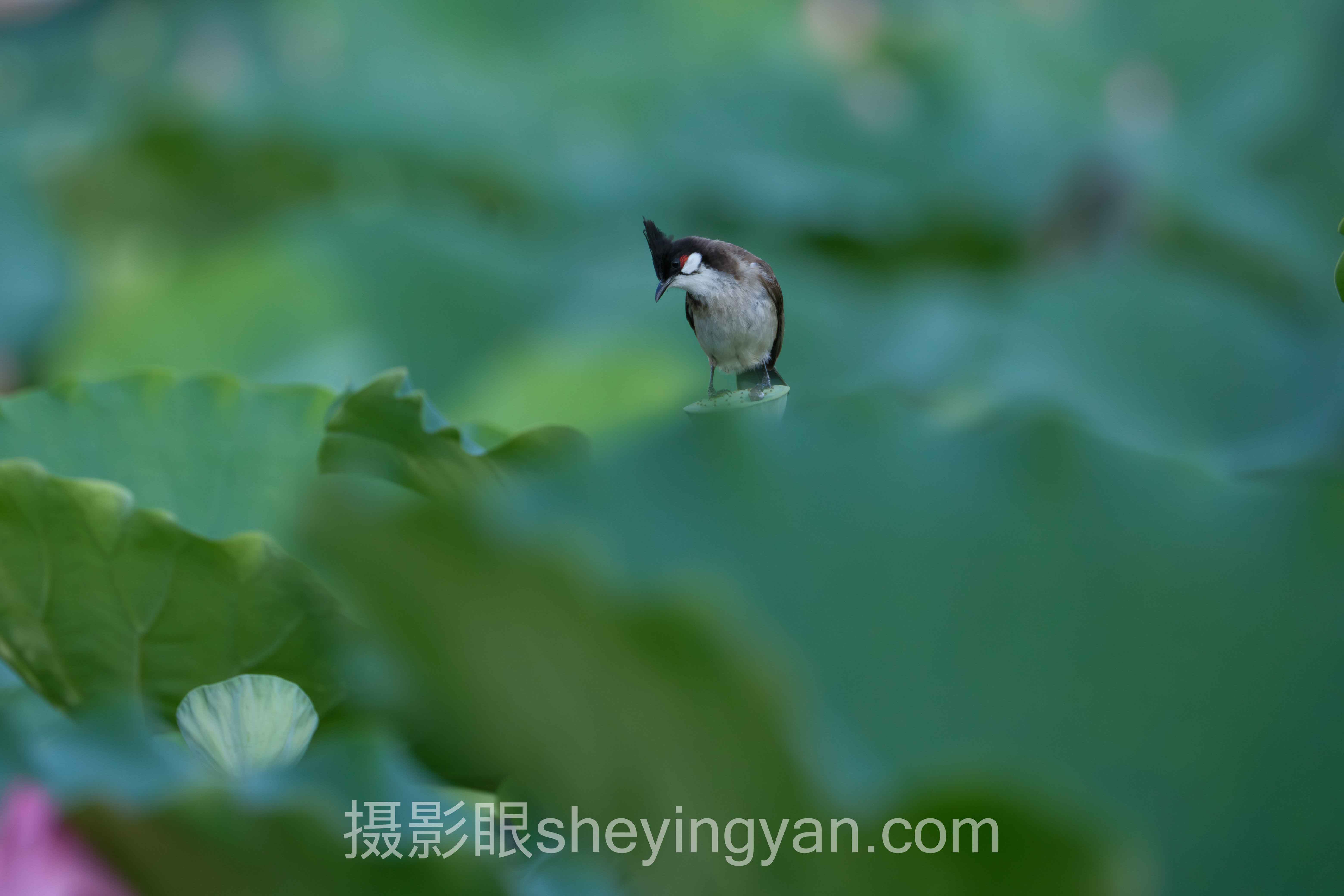 对话行业专家：京东自营相机选购与摄影点评的关键洞察与前瞻