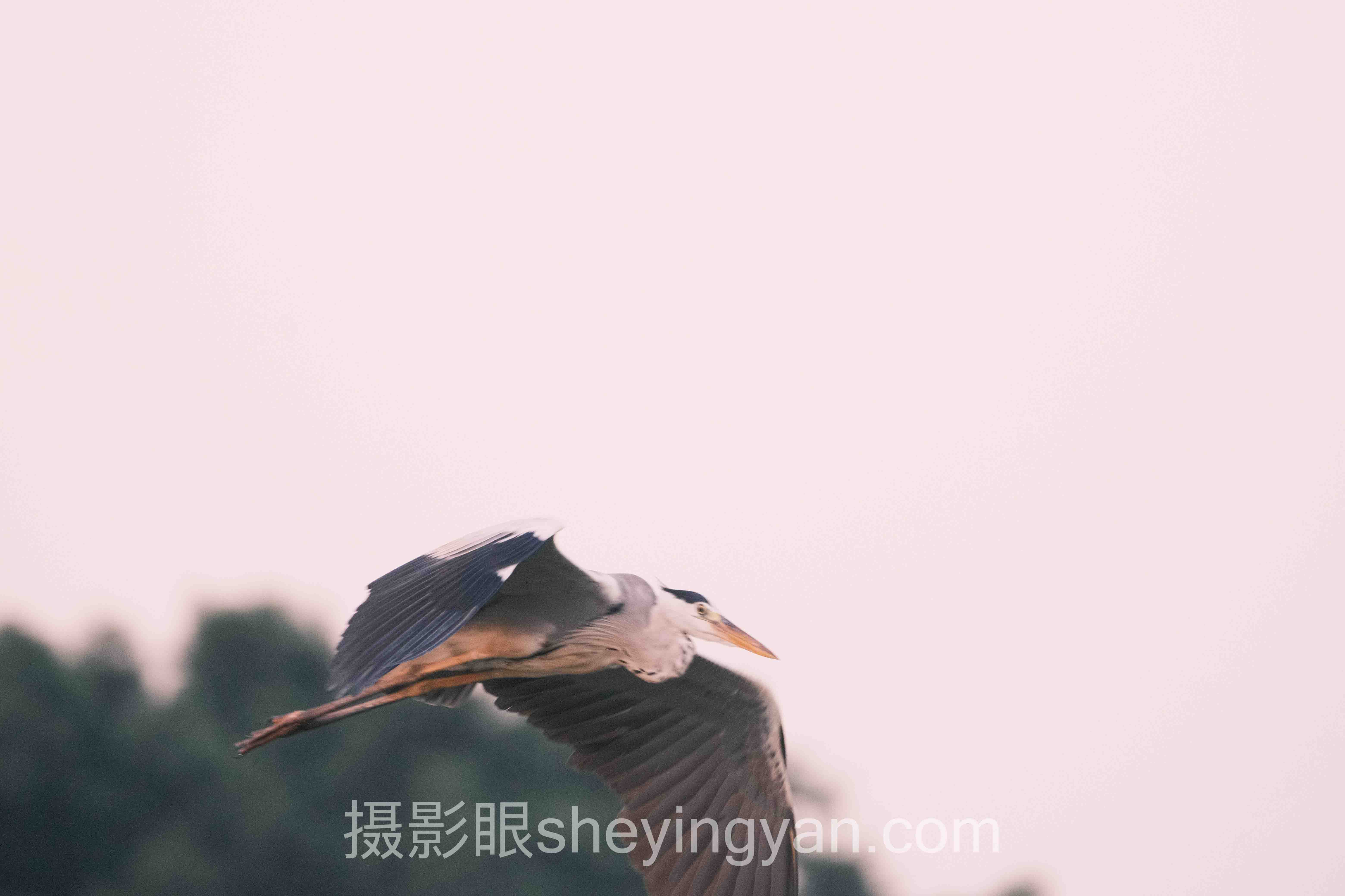 对话行业专家：摄影眼测试题免费的关键洞察与前瞻