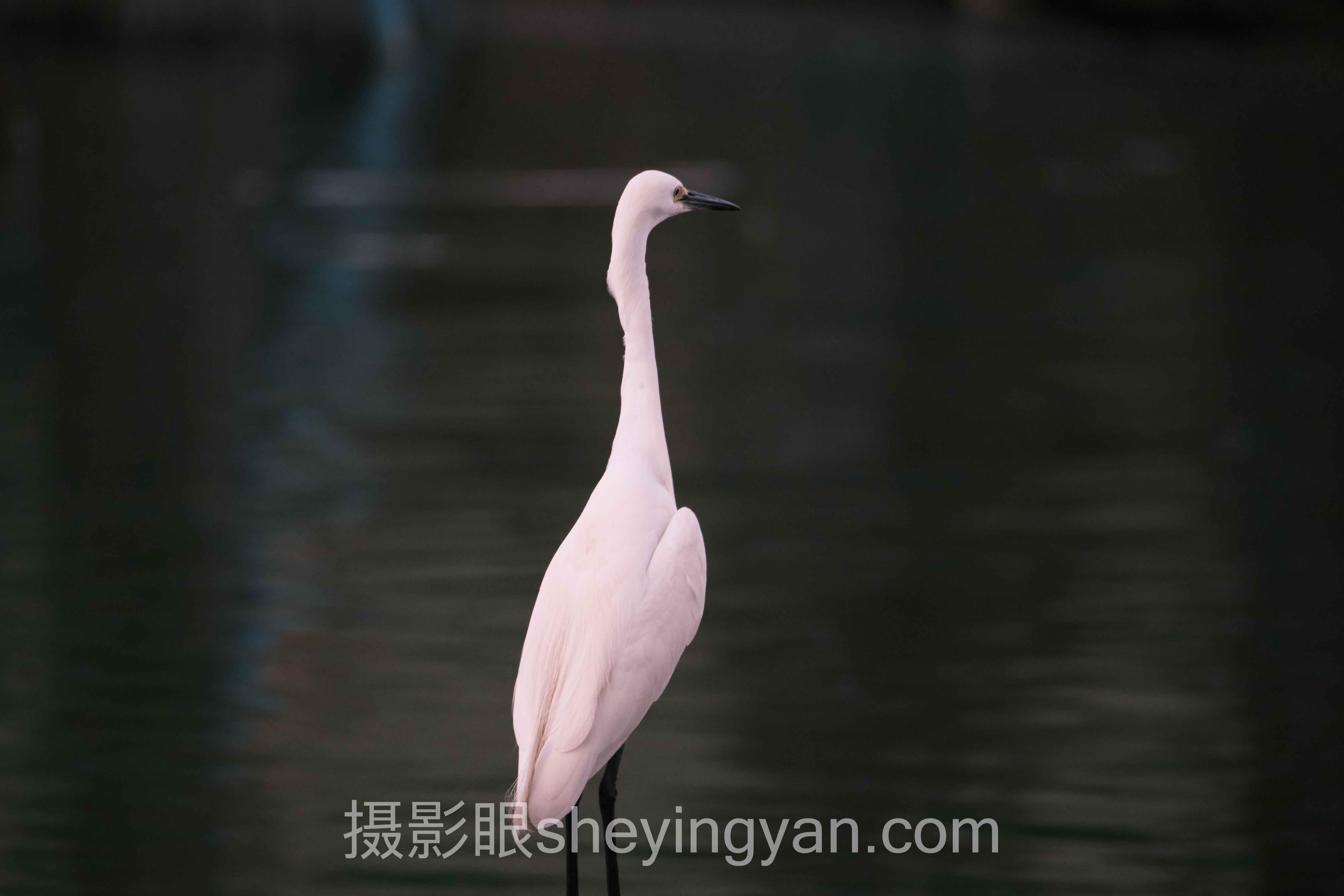 摄影点评十人谈:多位专家的核心观点汇总