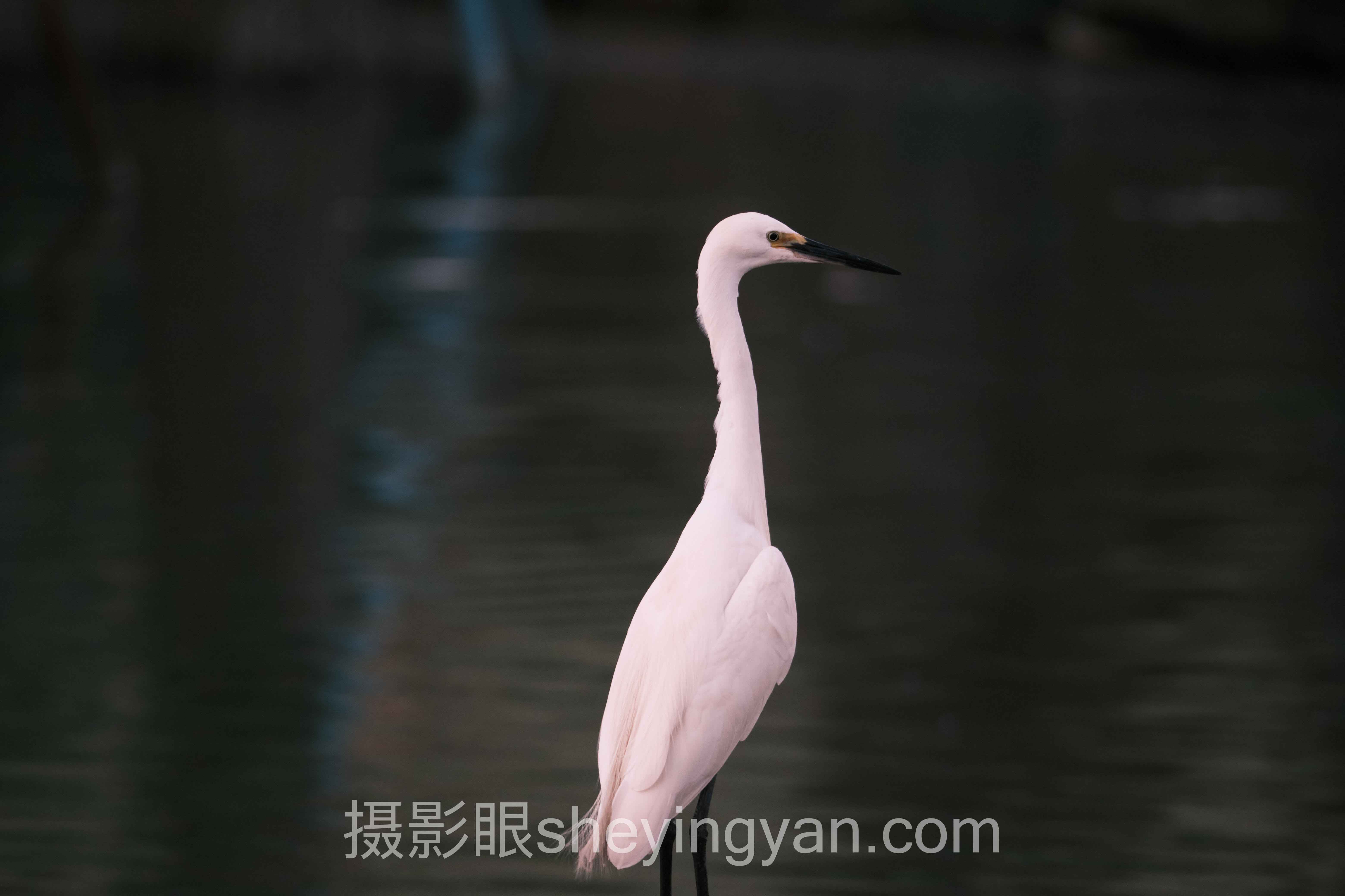 专家深度解读：摄影眼APP下载入口与摄影点评的机遇挑战