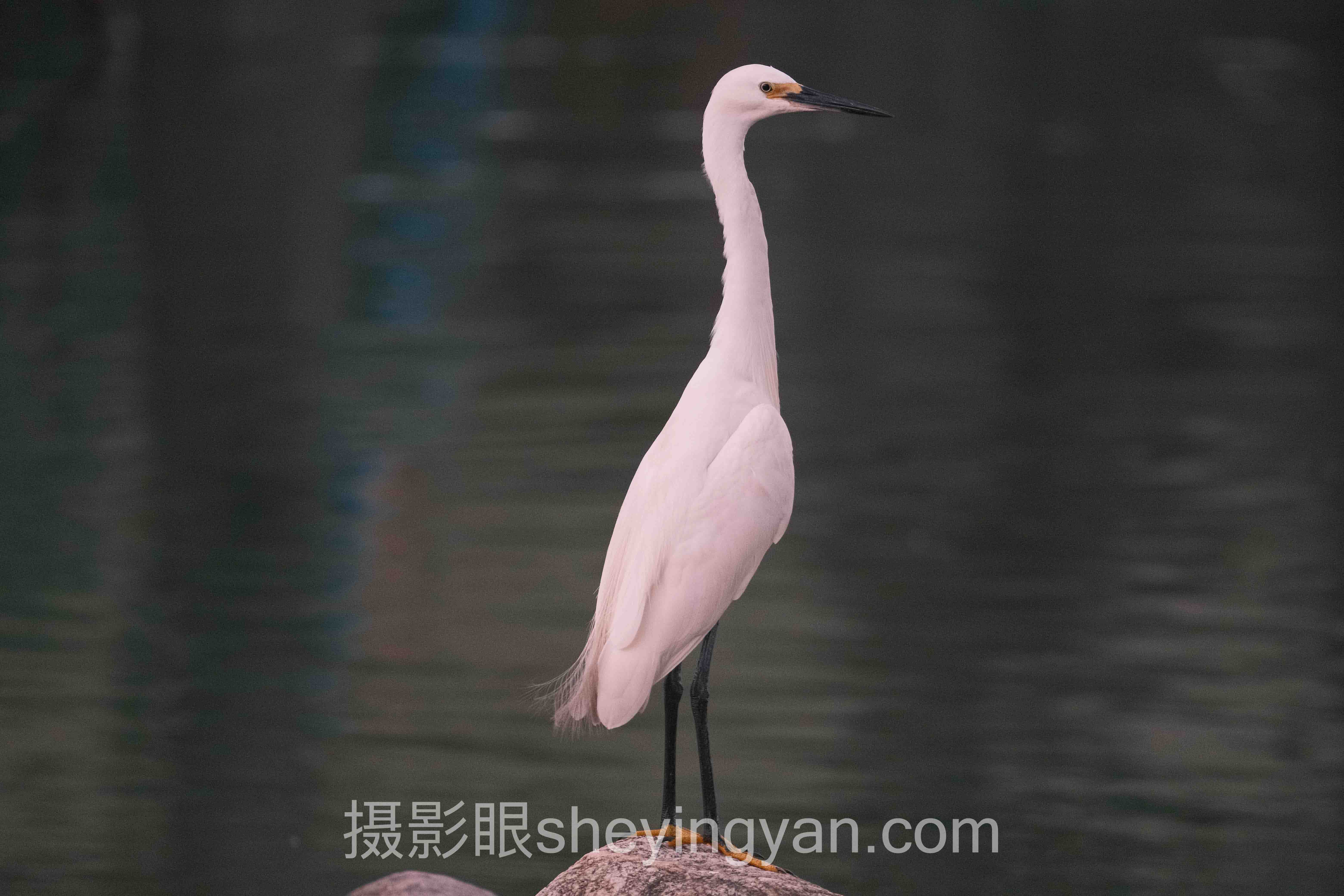 专家深度解读：摄影眼年卡性价比高吗？摄影点评付费的机遇与挑战