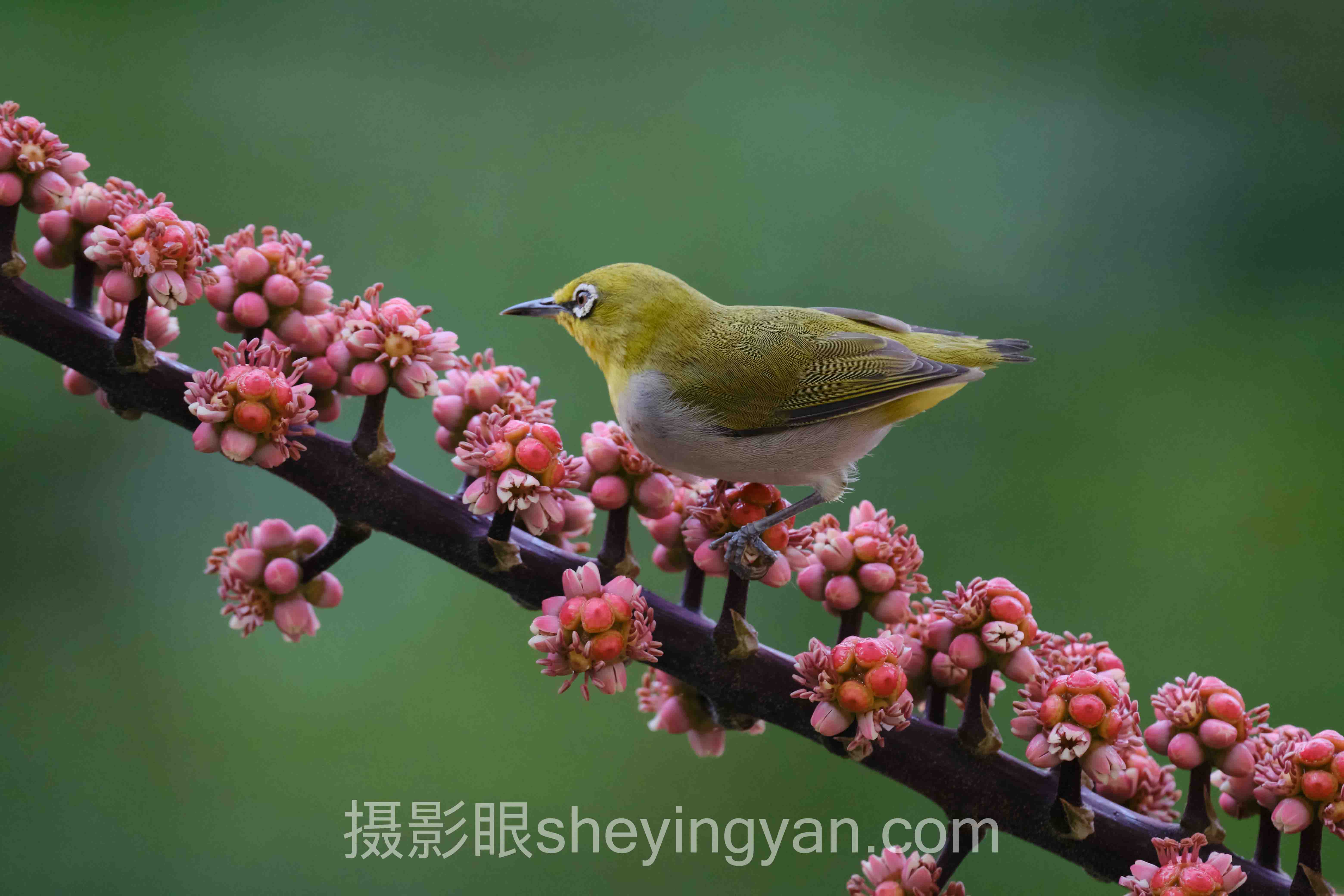 摄影眼官方网站入口安全吗十人谈：多位专家的核心观点汇总