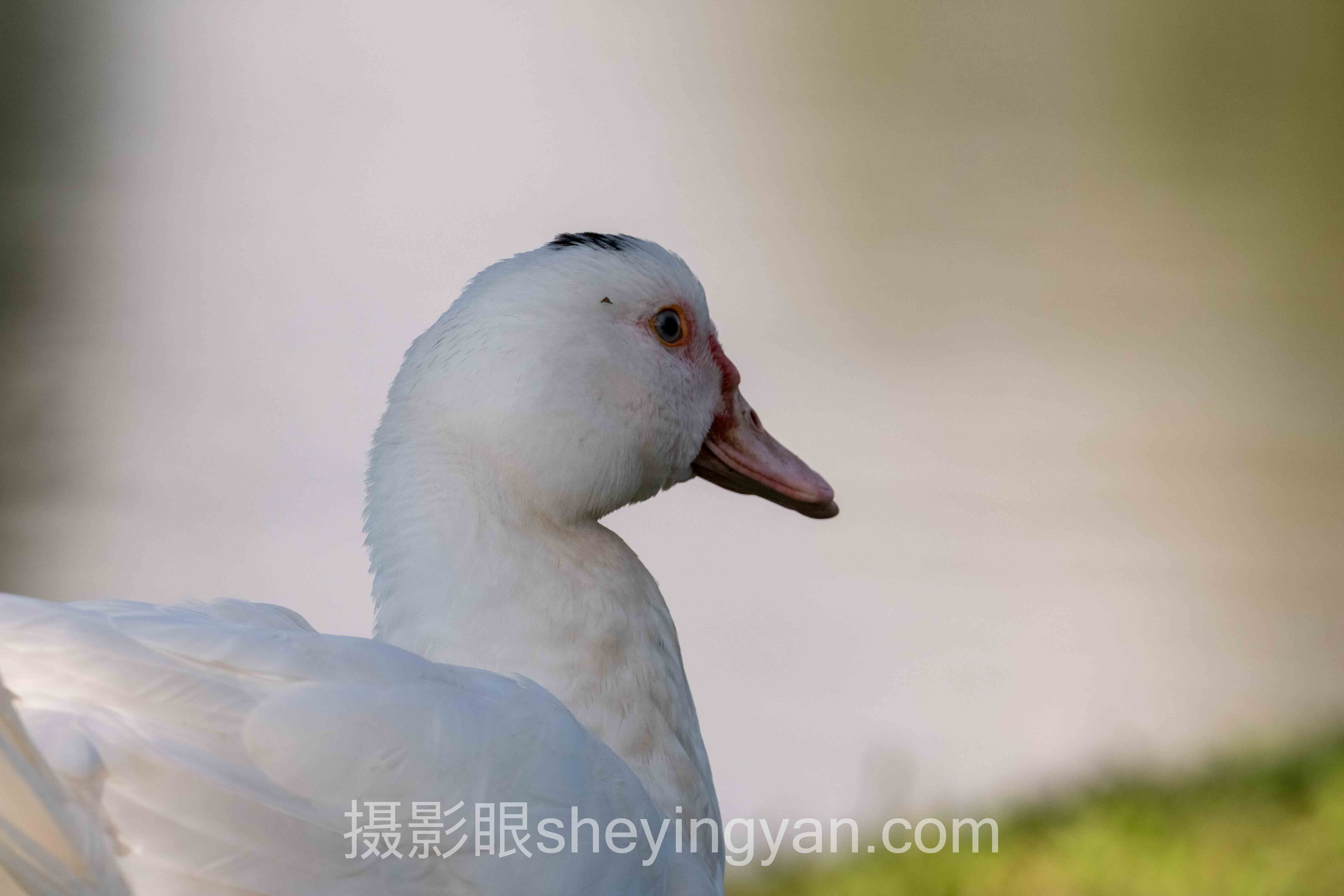 对话行业专家：视觉中国签约独家还是非独家