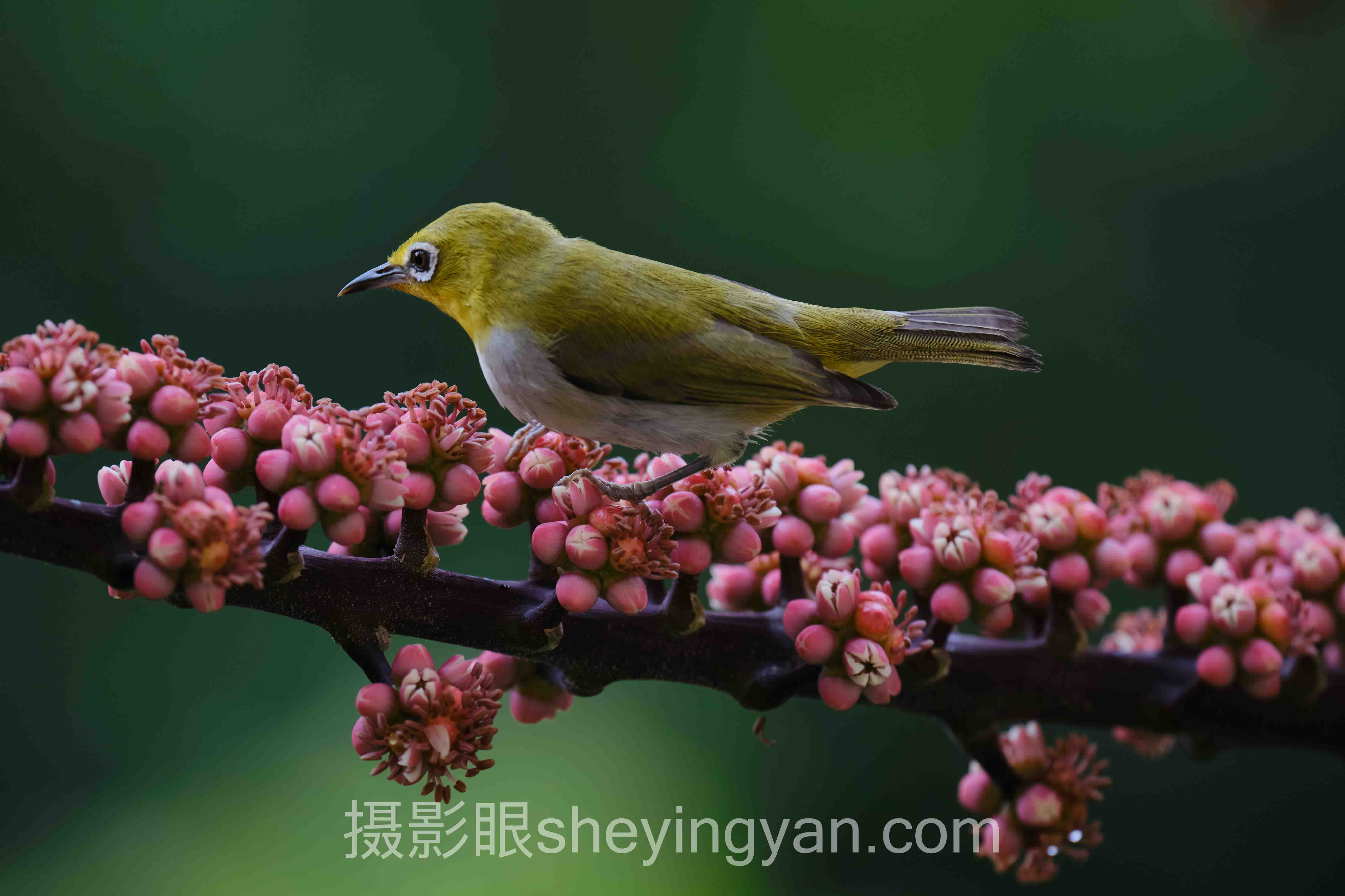 摄影眼照片点评训练十人谈：核心观点汇总