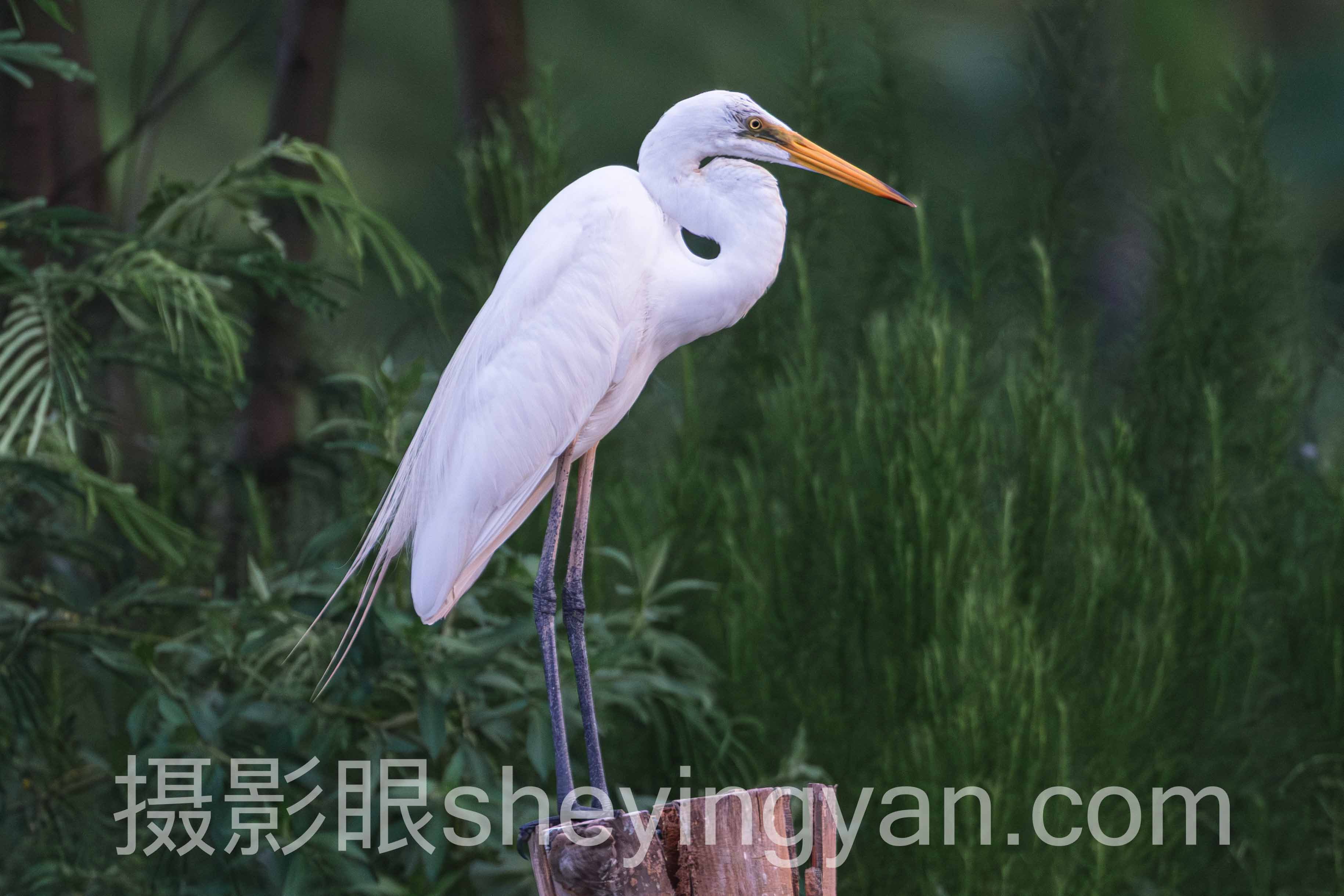 照片点评工具摄影眼是什么
